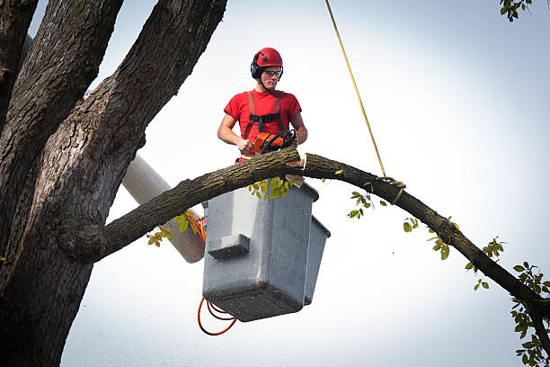 Best Residential Tree Removal  in Morrice, MI